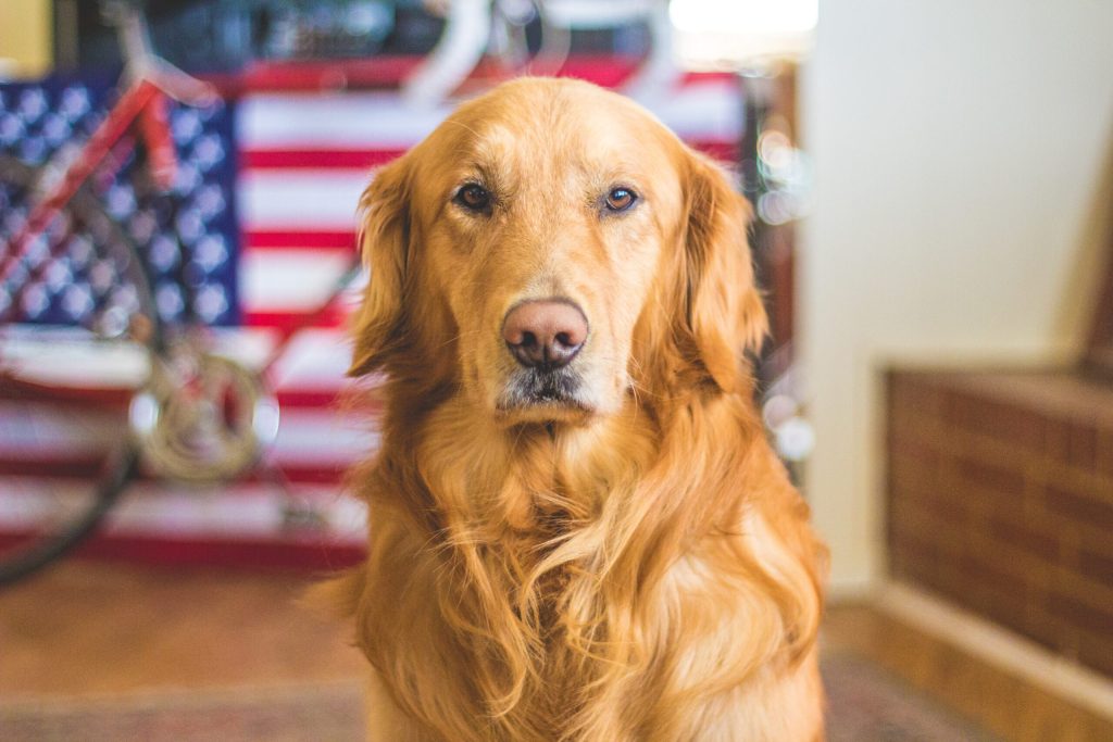 Dog looking at camera